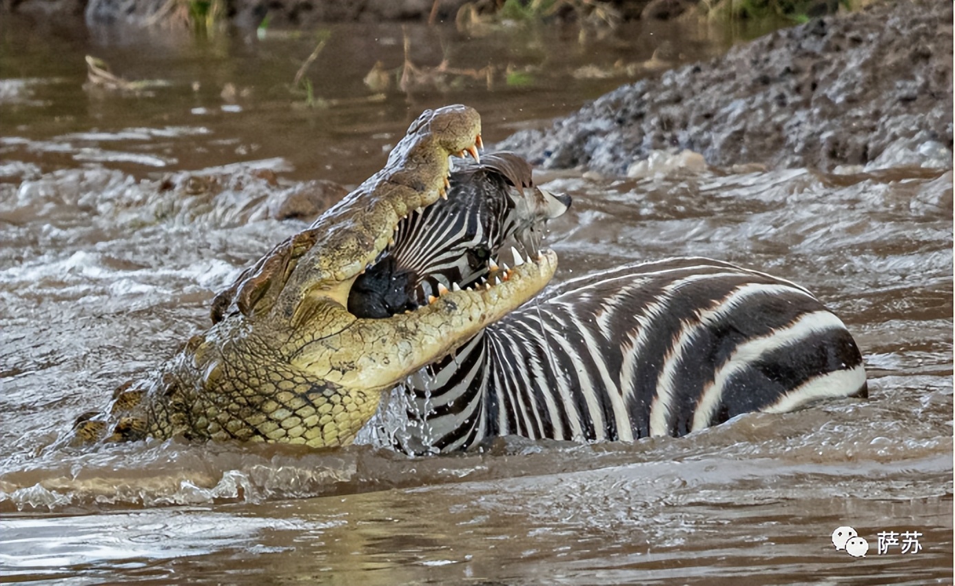 韩愈是怎么赶走鳄鱼的,韩愈写给鳄鱼的话