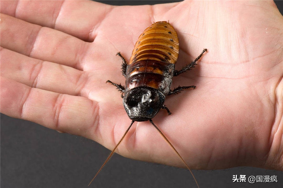 全国最大的蟑螂养殖基地在哪里,中国蟑螂养殖第一人
