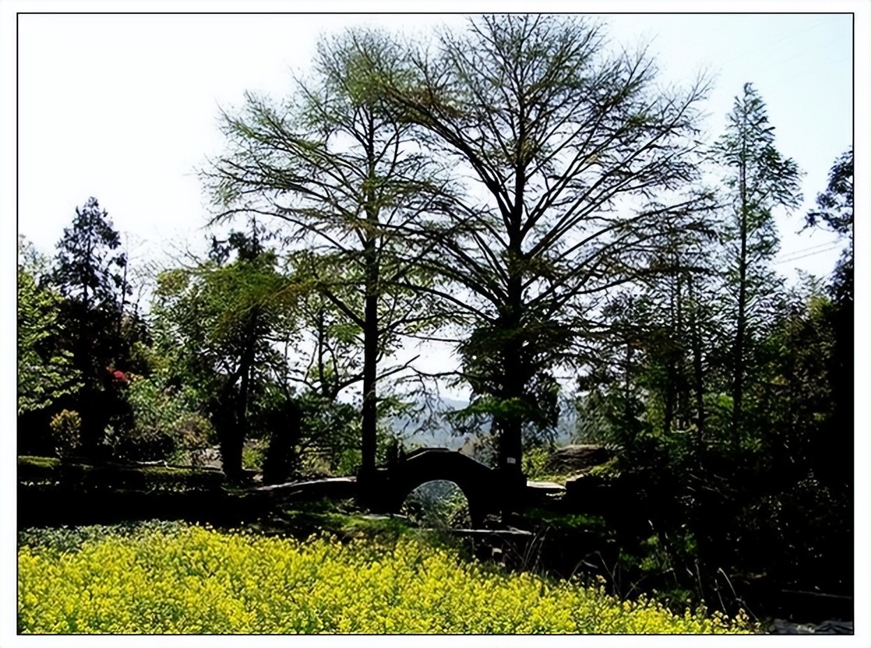 一天一首古诗词将进酒,一天一首经典古诗词