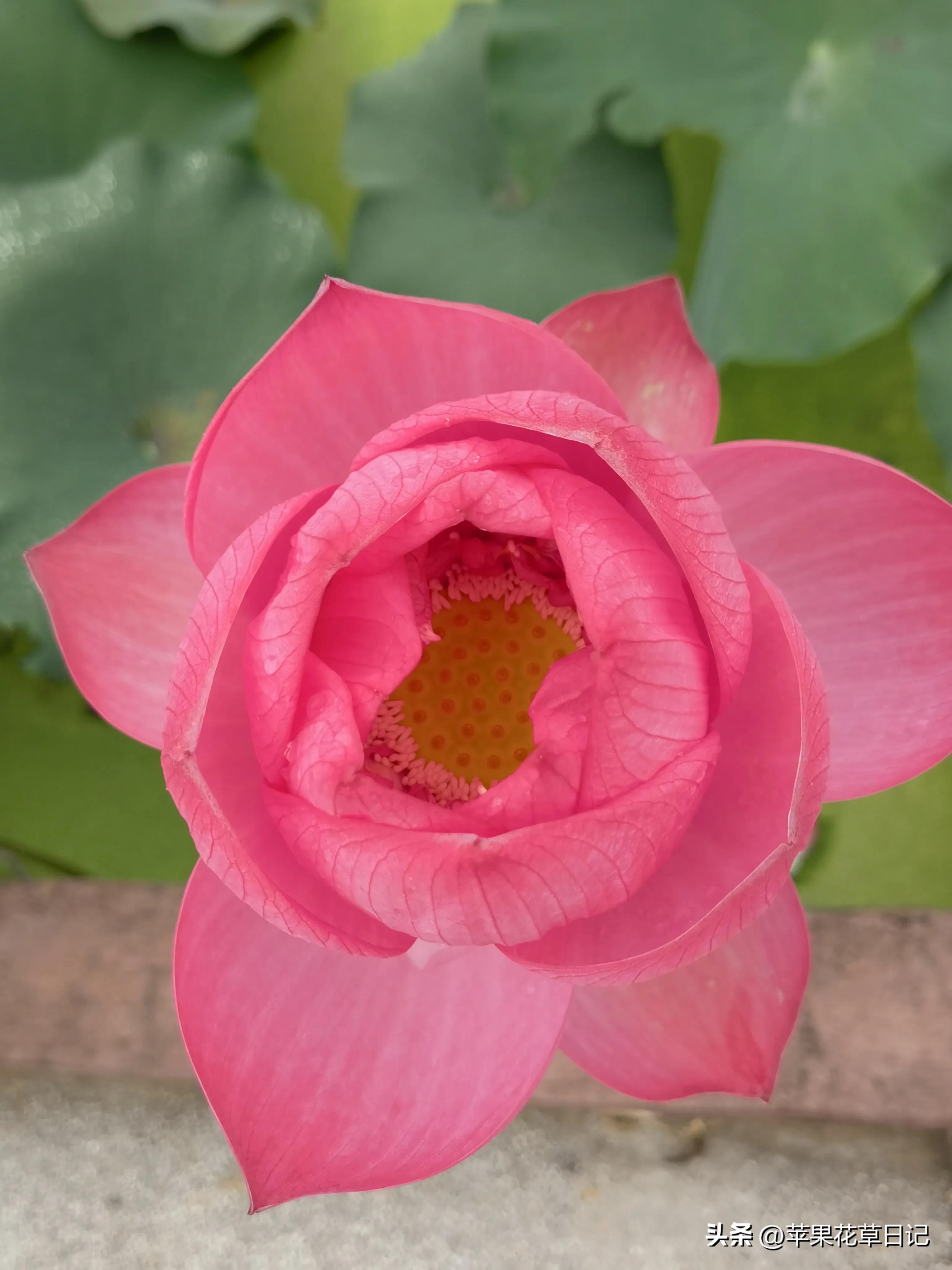 莲花盛开欣赏,绝美的莲花