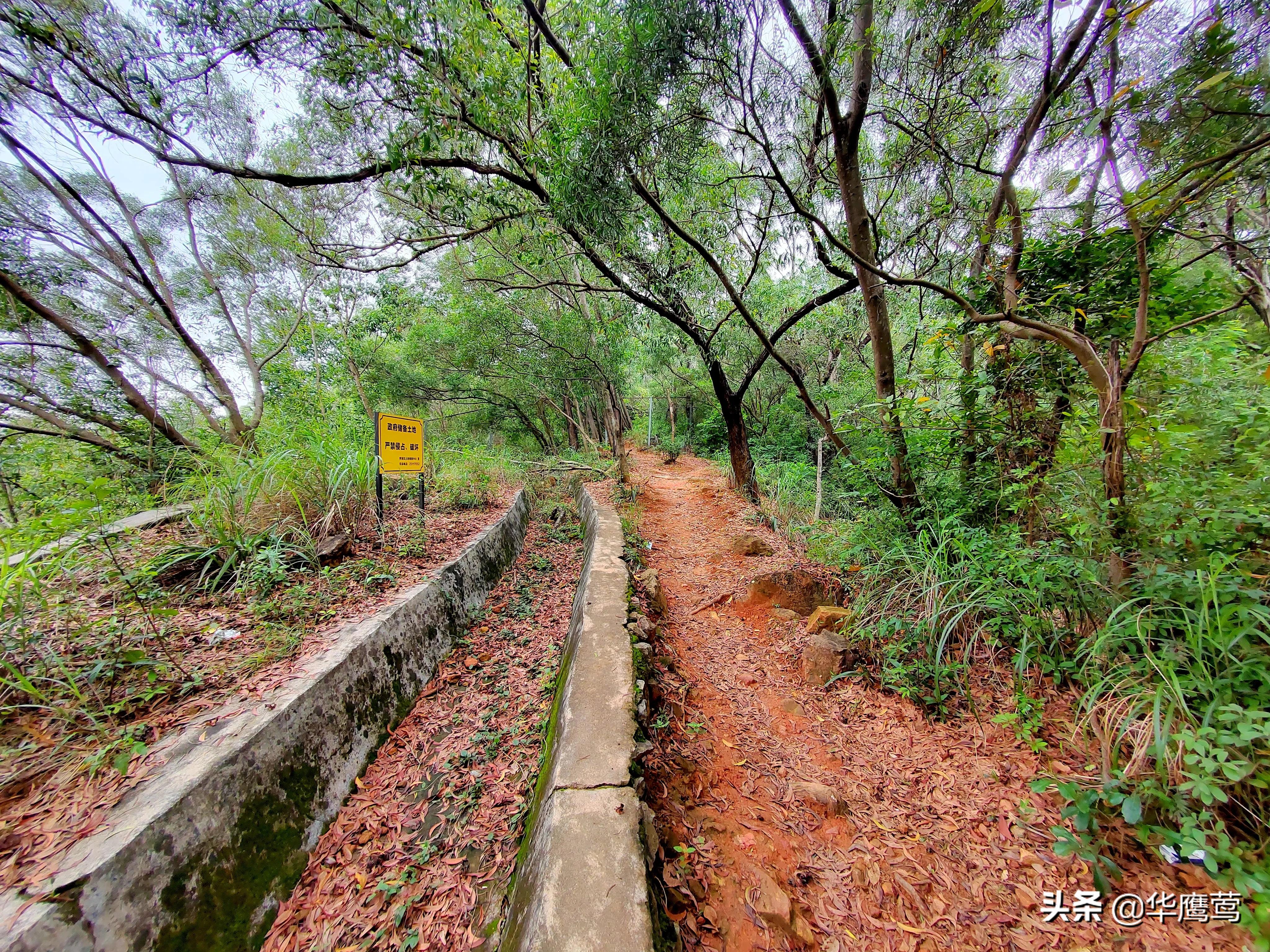 凤岗花园后面的原始森林