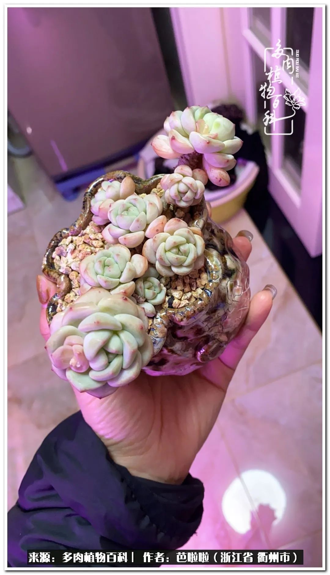 超级能治愈心情的多肉,治愈心灵的彩色植物