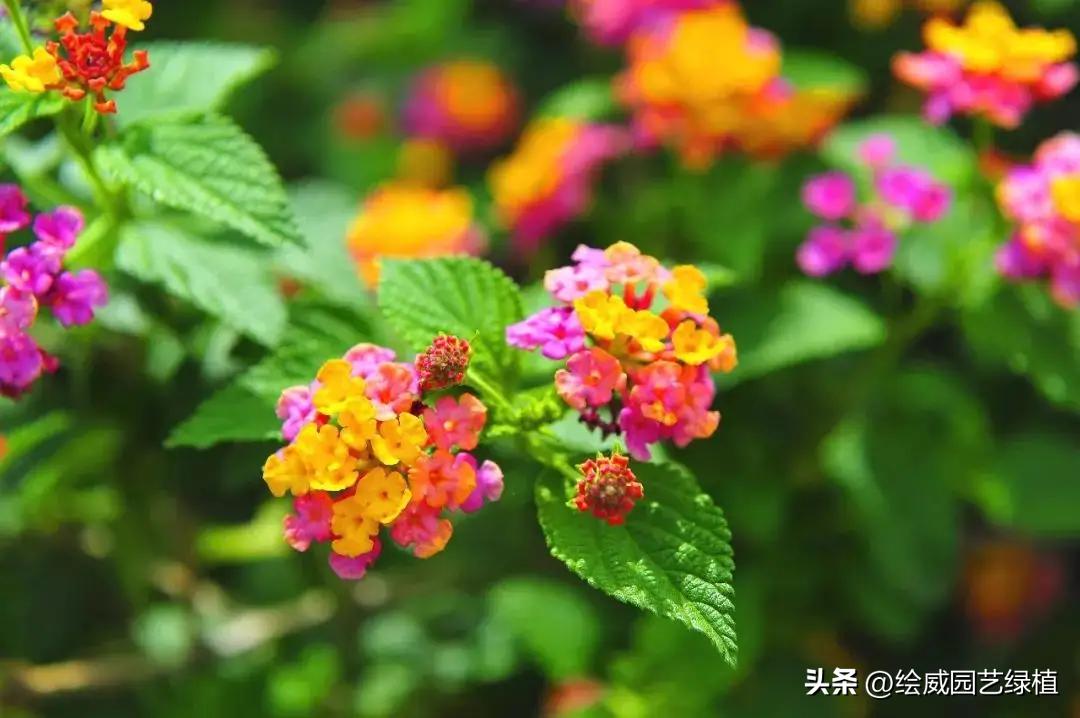 家里养花小蚊子很多怎么办,家里养花容易招蚊子解决方法