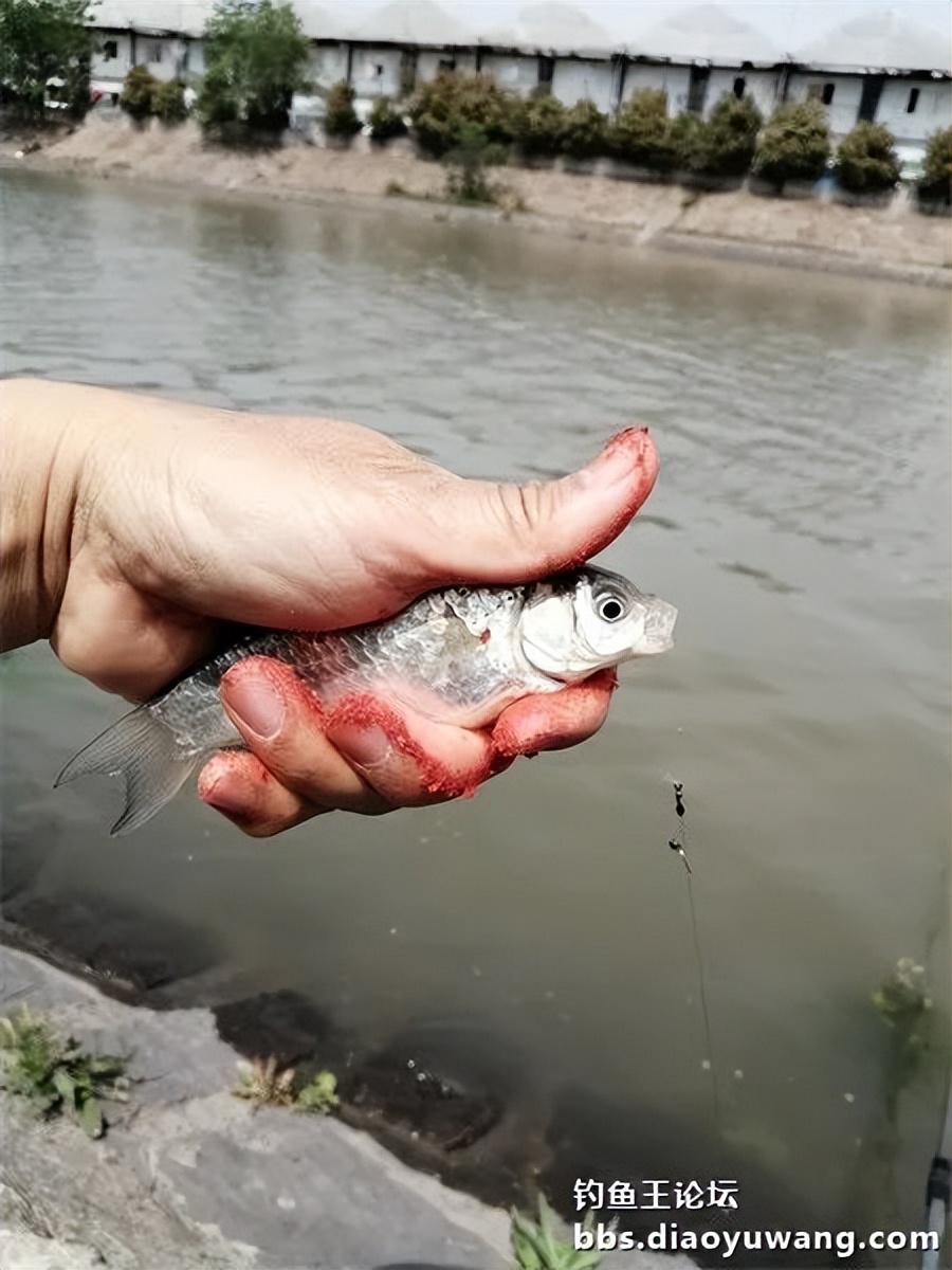 钓鱼王饵野钓破百尾