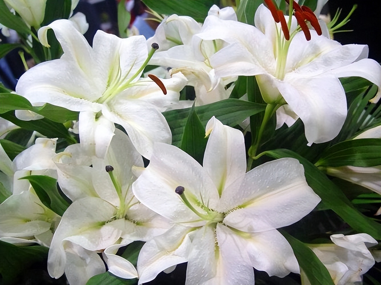 百合花开花需要阳光吗,百合花开花期间需要阳光吗为什么