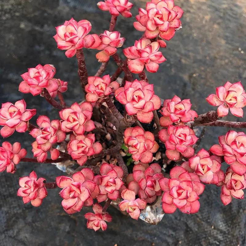 好看又度夏容易的多肉品种,油画棒绘画治愈系简单多肉葡萄