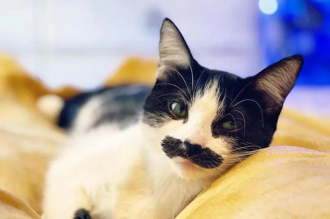 因为长了嘴一字胡，奶牛猫无人领养，却因祸得福成了网红