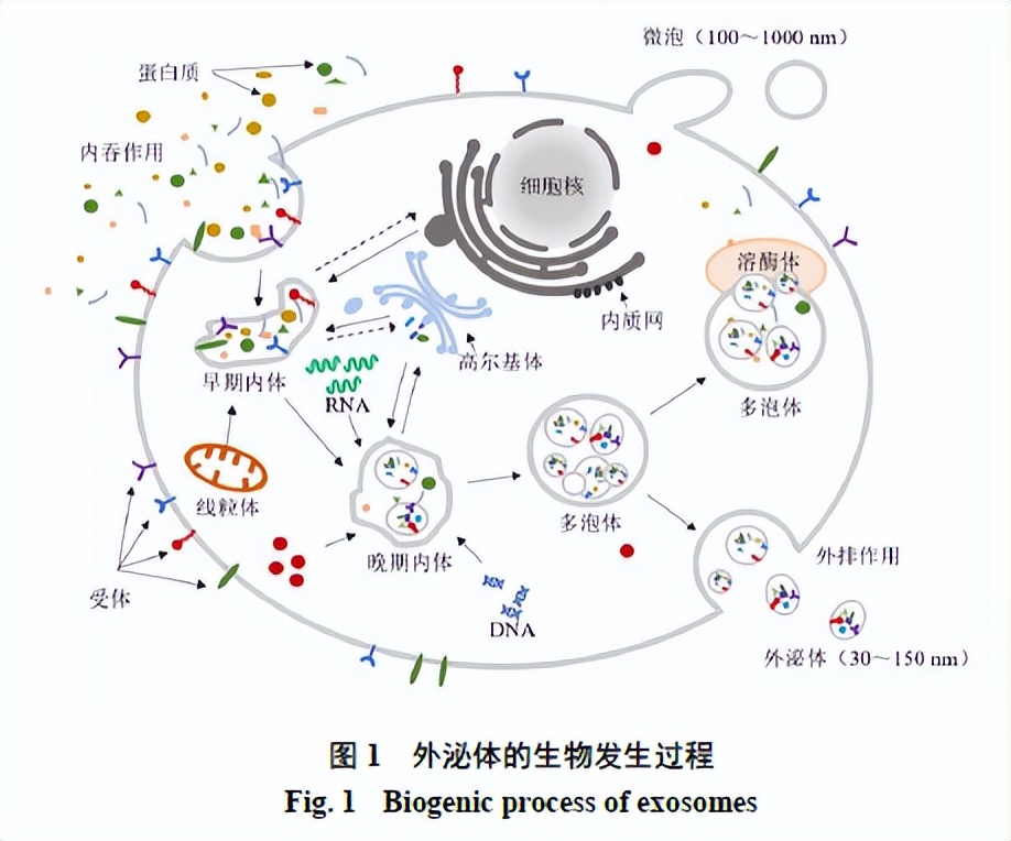 中药能治粘液肿瘤吗,外泌体在肿瘤中的研究