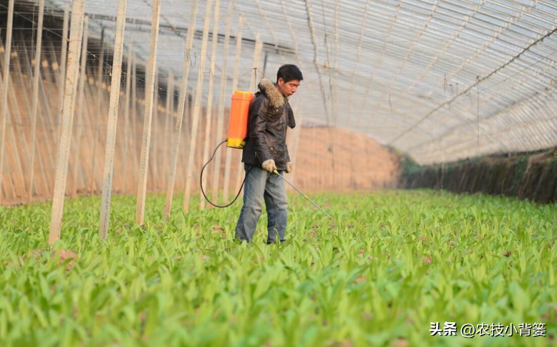 农作物细菌病与真菌病辨别,作物真菌细菌病毒病害的区别
