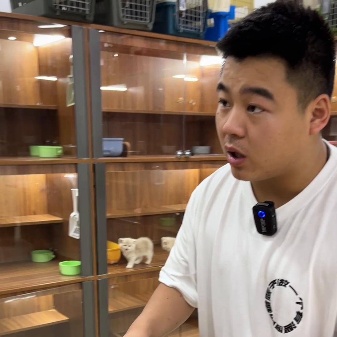 金渐层猫为什么不建议养 (如何把金渐层猫咪养得又肥又胖)