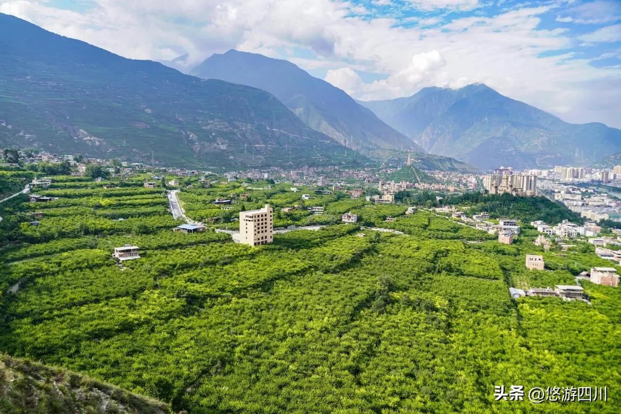 千亩猕猴桃助力乡村发展倍增,七大产业集群引领三农高质量发展