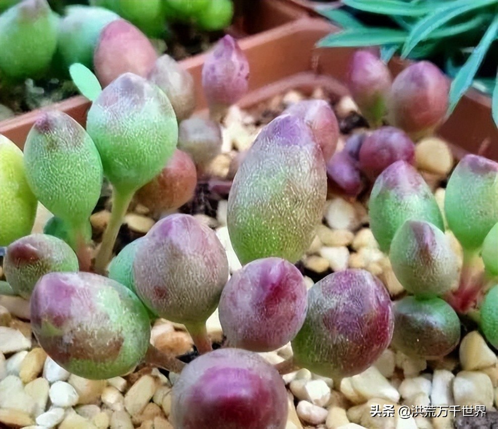 16元的多肉品种大全,水泡多肉养殖方法