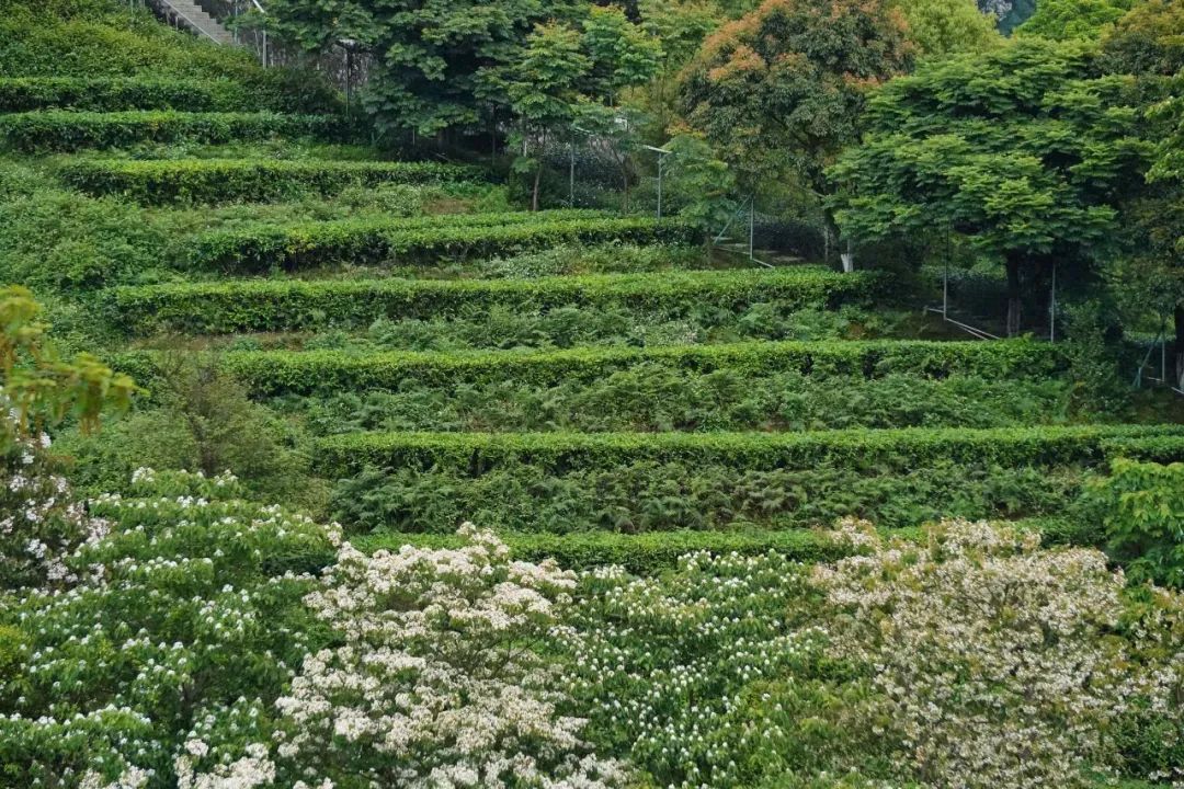 楠溪油桐花如雪图片,油桐花开与气候