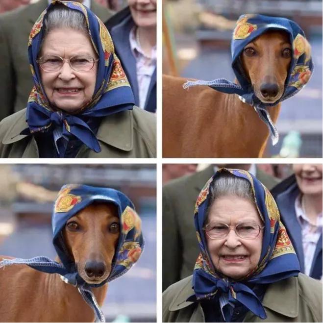 一只流浪狗被收留后成功的逆袭了,一只被遗弃狗狗的逆袭之路