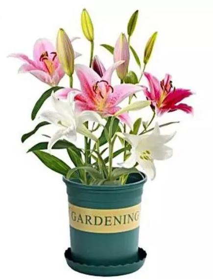 香水百合带花苞盆栽怎么继续养护,开完花后的盆栽香水百合要怎么养