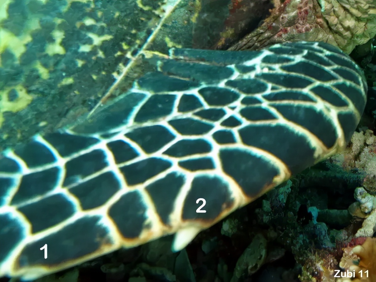 玳瑁稀有程度,玳瑁是唯一能消化玻璃的海龟