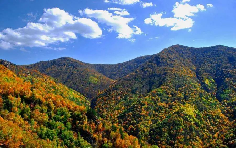 躲猫猫猫鼠大战,小猫和大猫对战老鼠