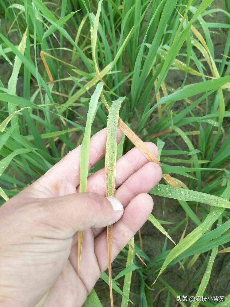 水稻稻苗发黄是什么病,水稻叶片发黄的原因及防治方法