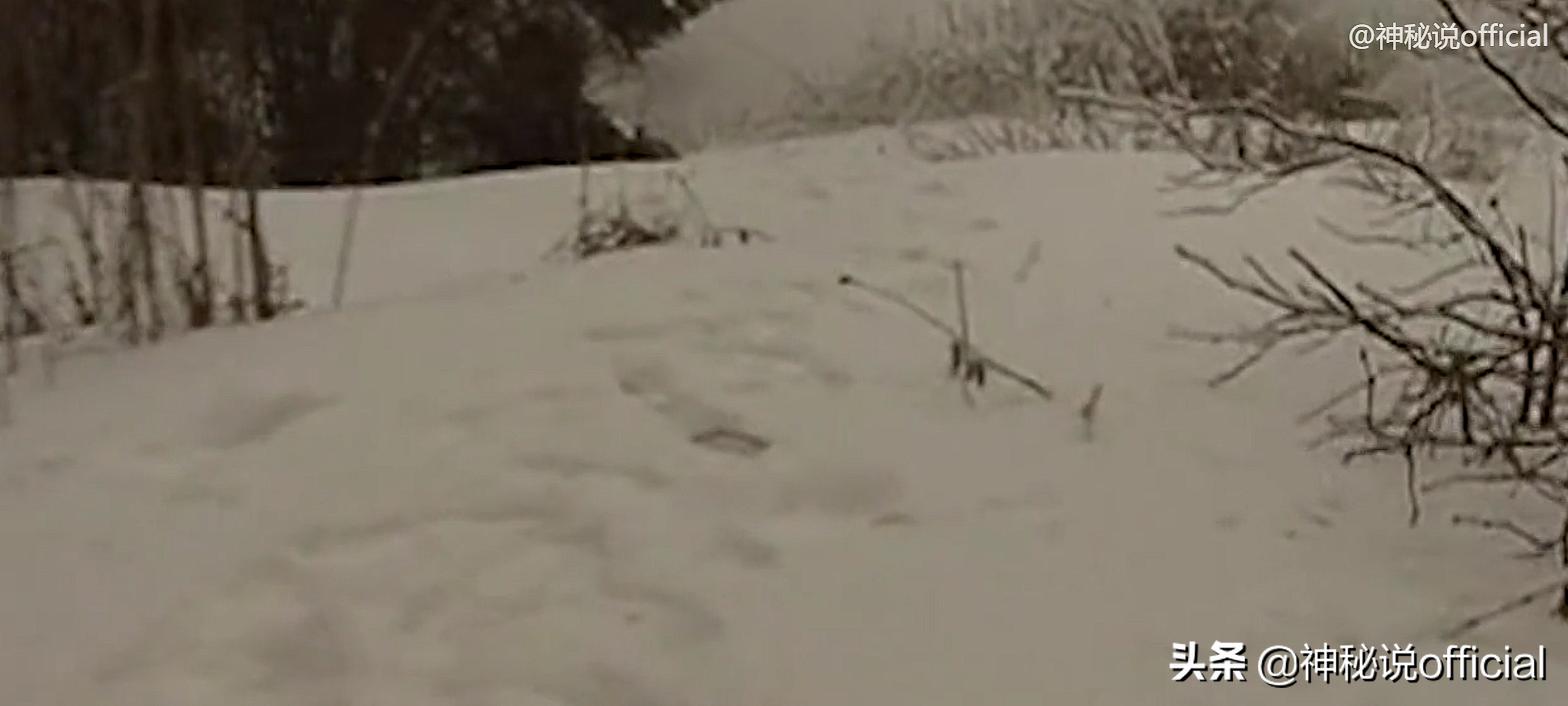 护林员发现野生大熊猫幼崽,山中野人被村民成功抓住