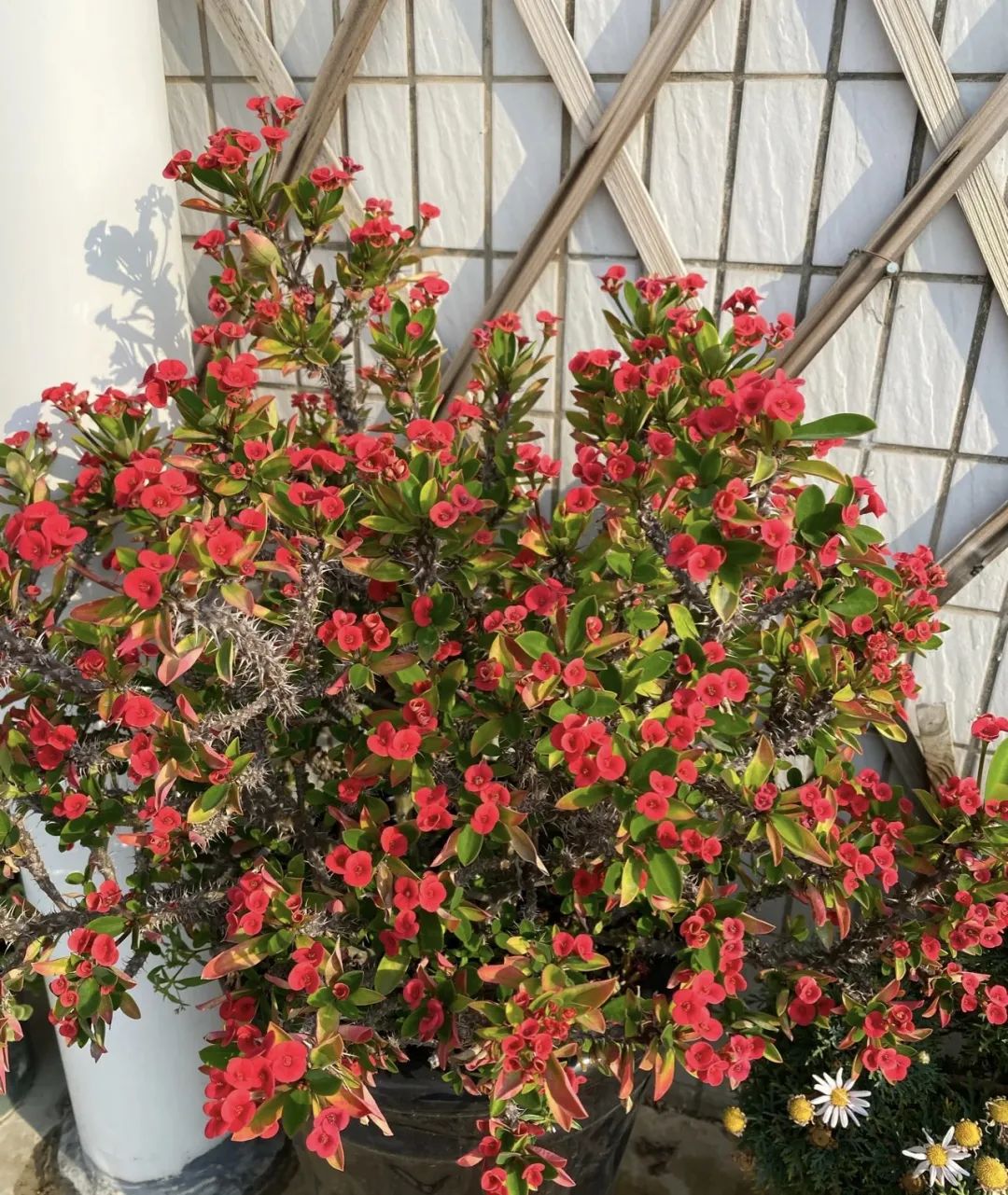 最适合新手养的4种花太好养,超迷人的3种花好养易活