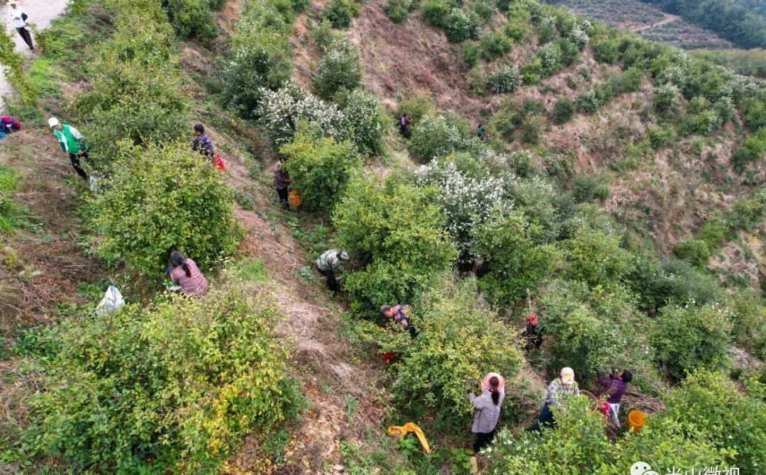 美丽的光山美景,光山县万亩油茶