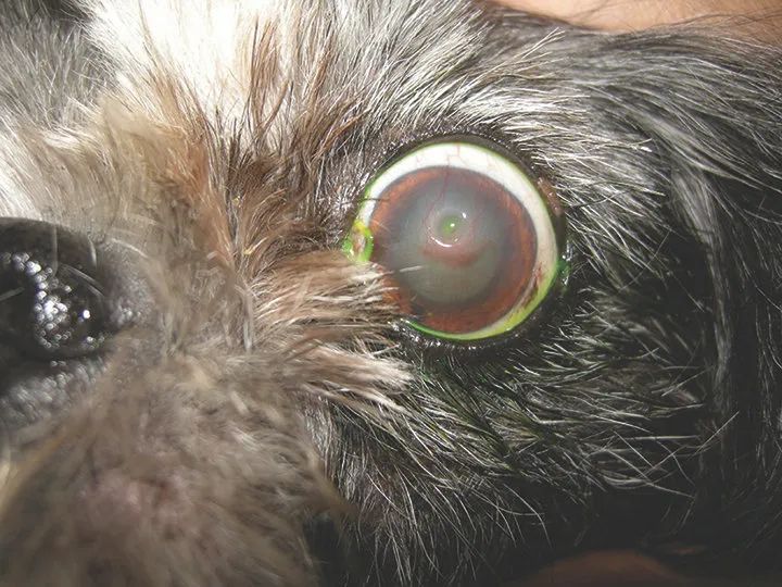 猫咪惰性角膜溃疡,犬角膜溃疡导致的原因