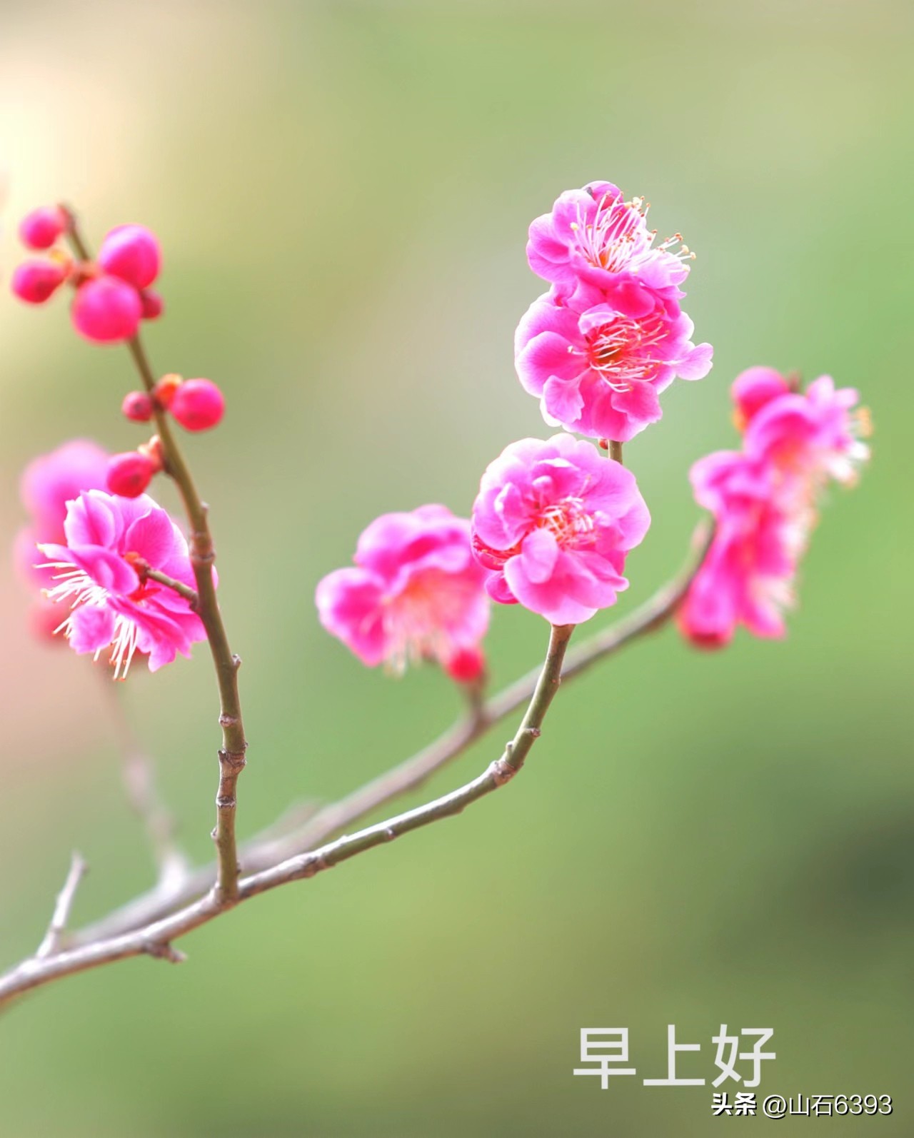 【战友美文】郭福成（天王福哥）：《*梦春**》（诗）