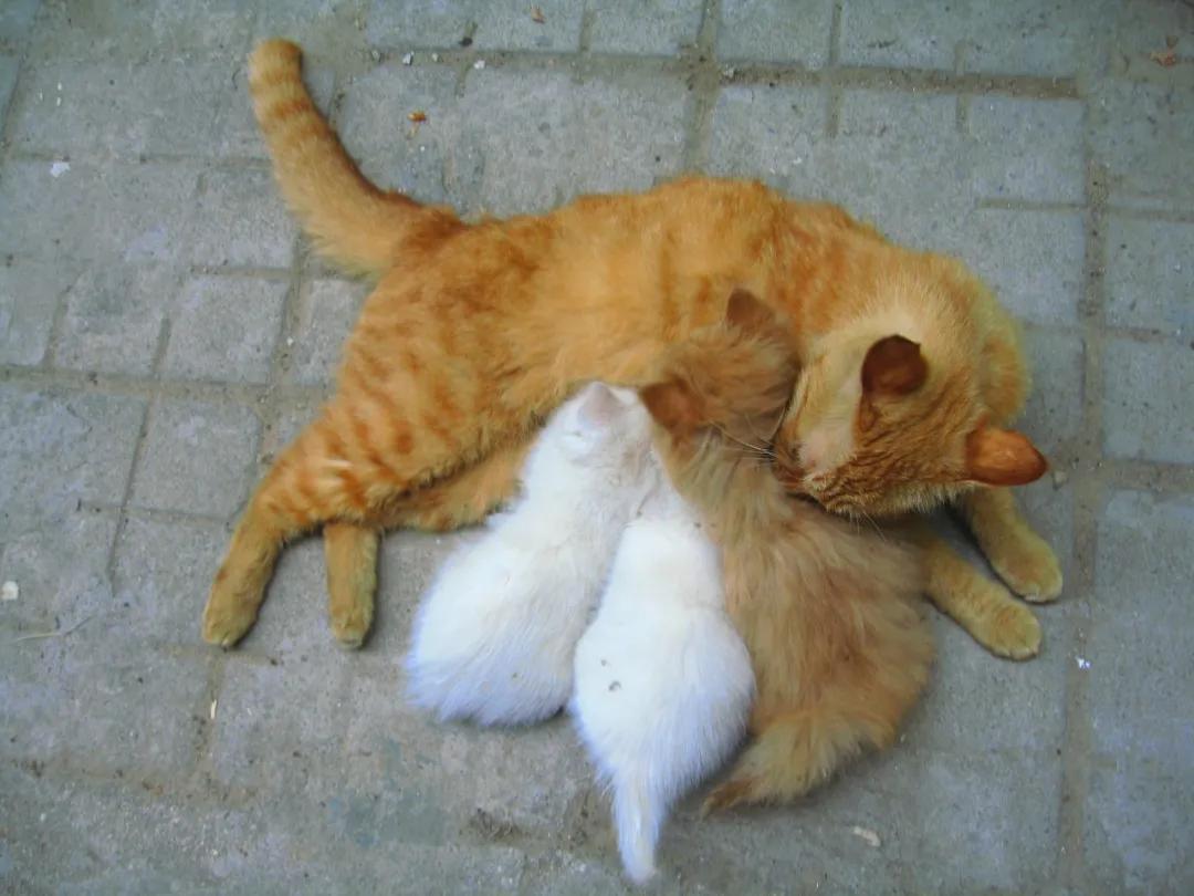 没有写完的黄猫胖太阳的故事