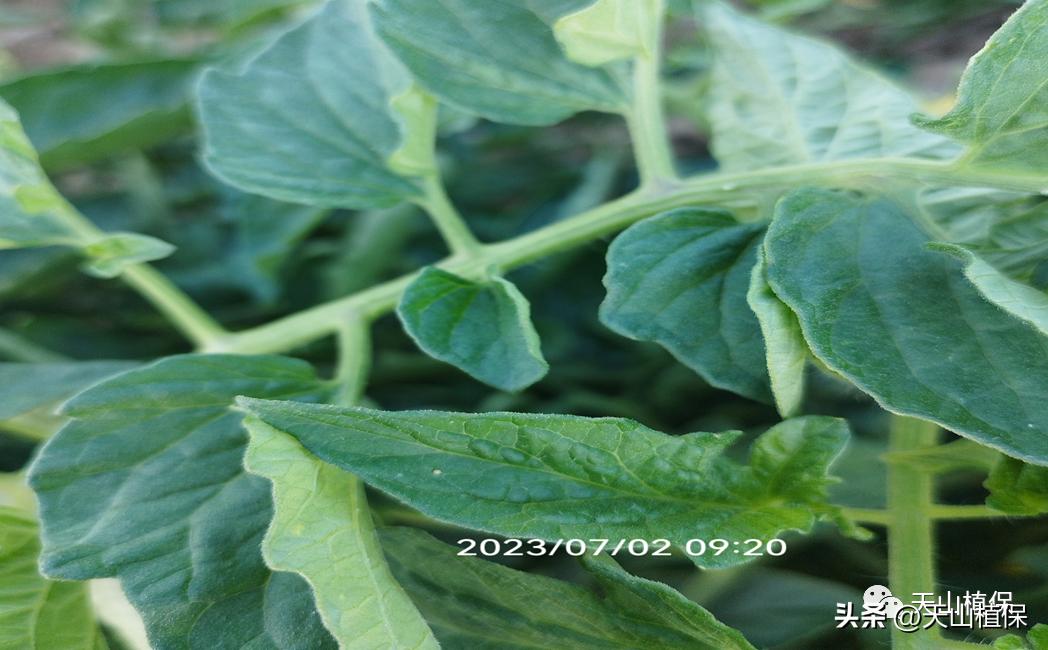 春季病虫害发生动态防控建议,当前病虫害发展实况及植保技术