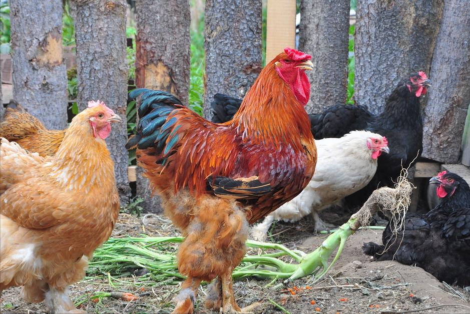 买鸡蛋是大的好还是小的好,鸡蛋买大的好还是小的好