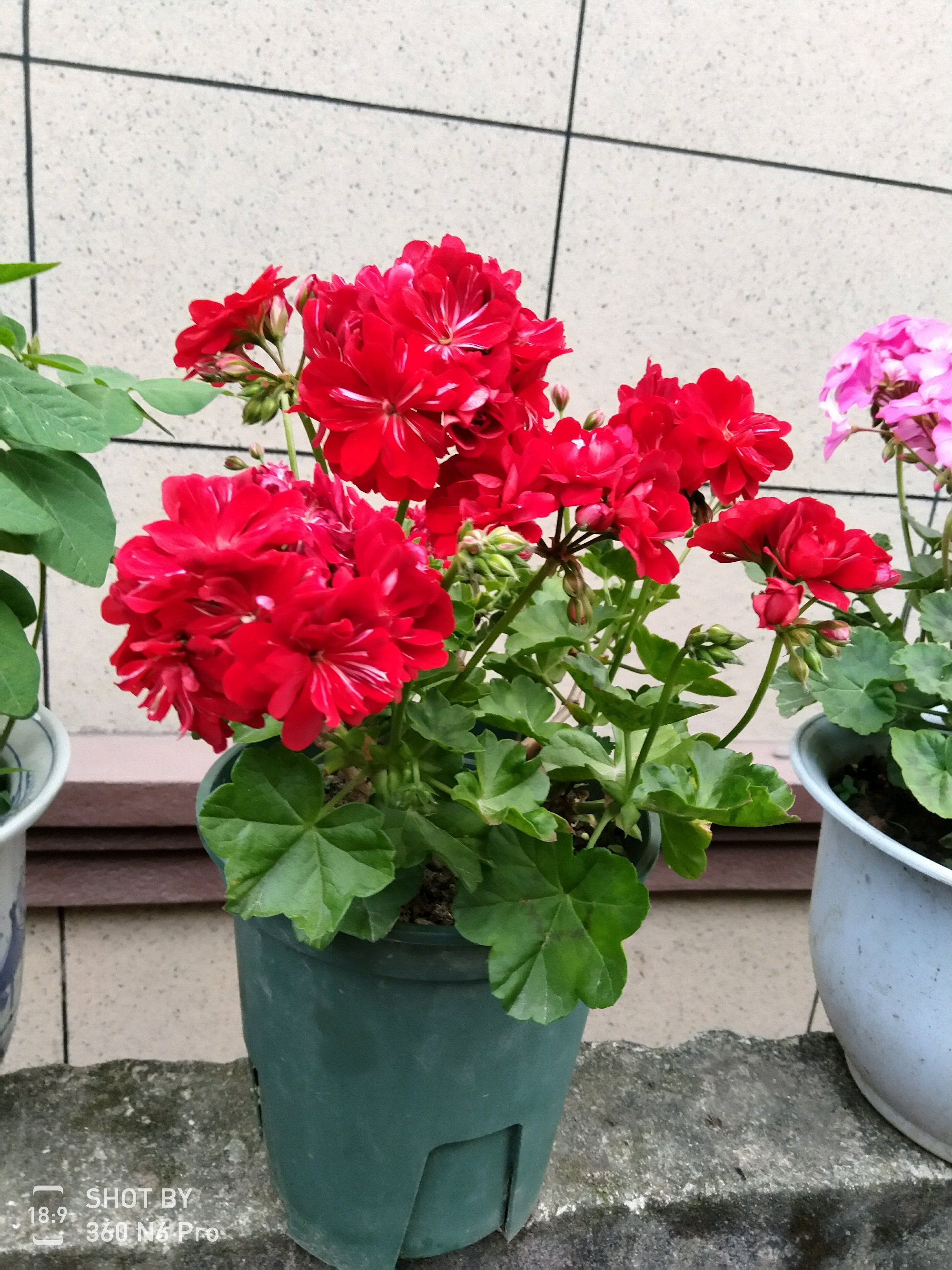 天竺葵怎么养才开花长久,天竺葵怎样养护开花不断