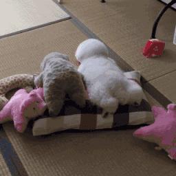 十种最好养的小型犬家养小宠物,建议新手养的10种狗小型犬智商高