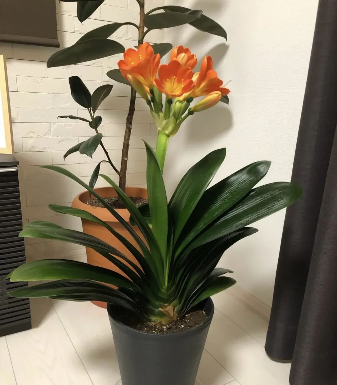 十种不适合浇水的花,长期缺水的花如何浇水