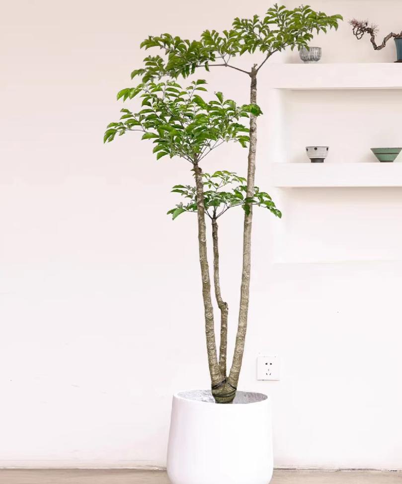 客厅养什么树最好看又好养,10种适合养客厅的吉祥树