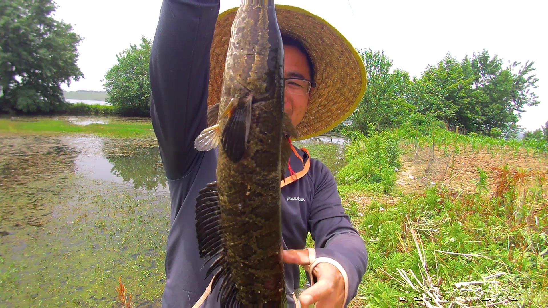 冰钓怎么钓黑鱼最好用,暮春手竿钓黑鱼全攻略