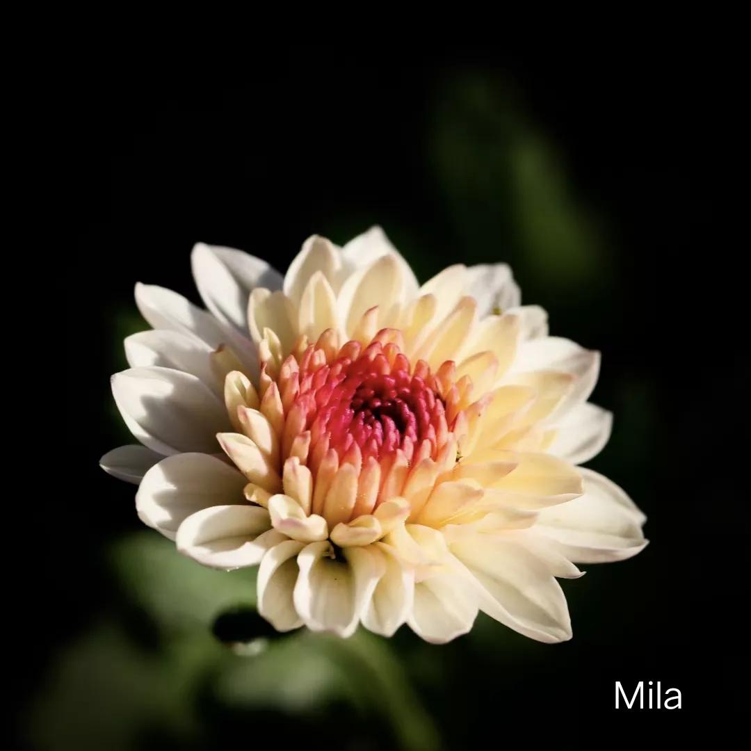 深圳东湖公园菊花展什么时候结束,深圳东湖公园菊花展2019几点唱戏