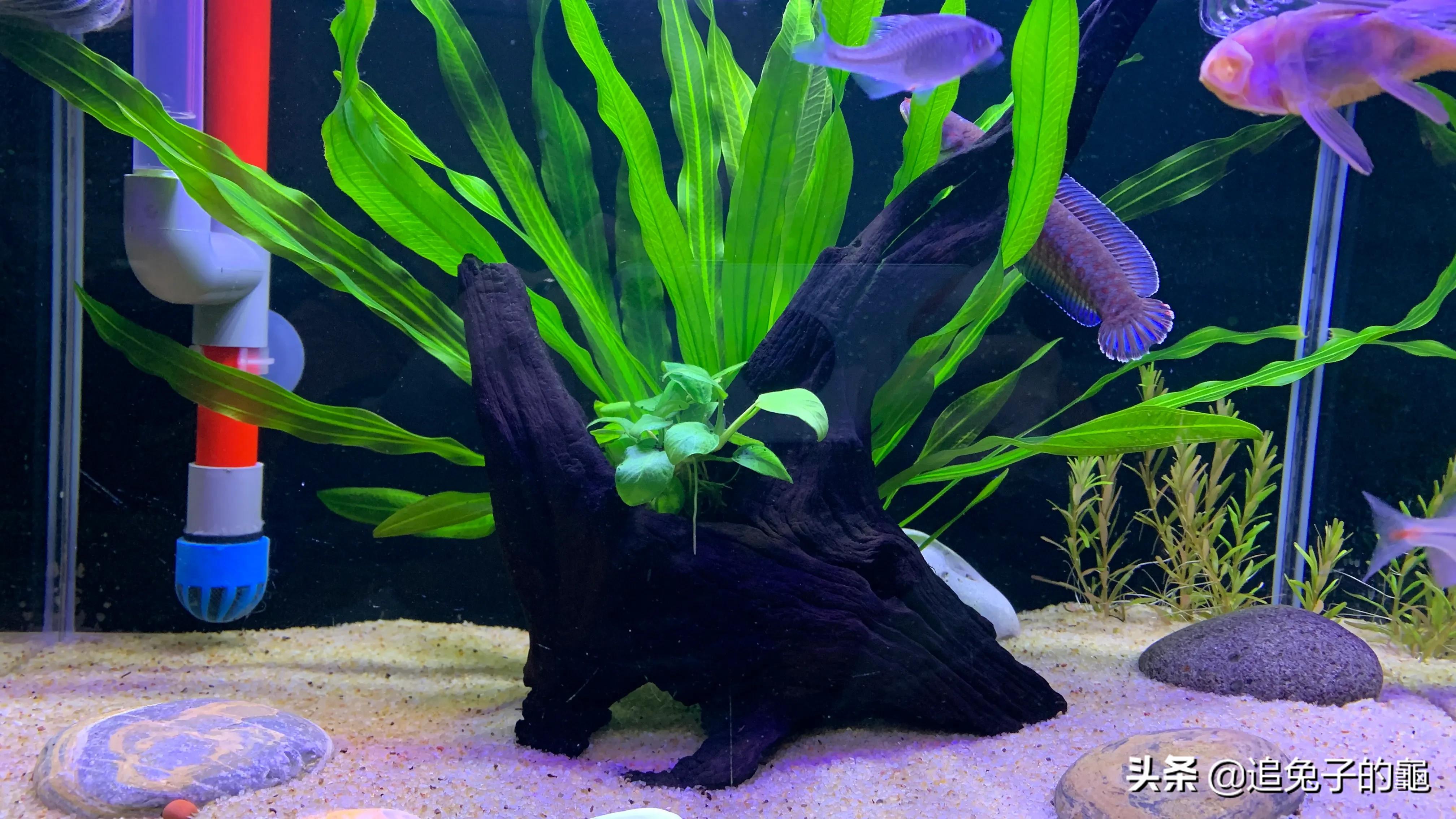 养鱼大坑,养鱼坑必须是万丈深渊