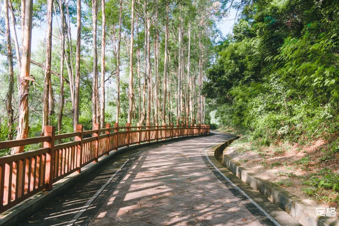 凤凰山绿道开放时间,凤凰山绿道全长多少公里