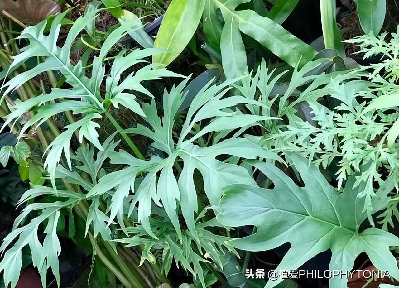 花境常绿植物推荐,室内大型开花植物推荐