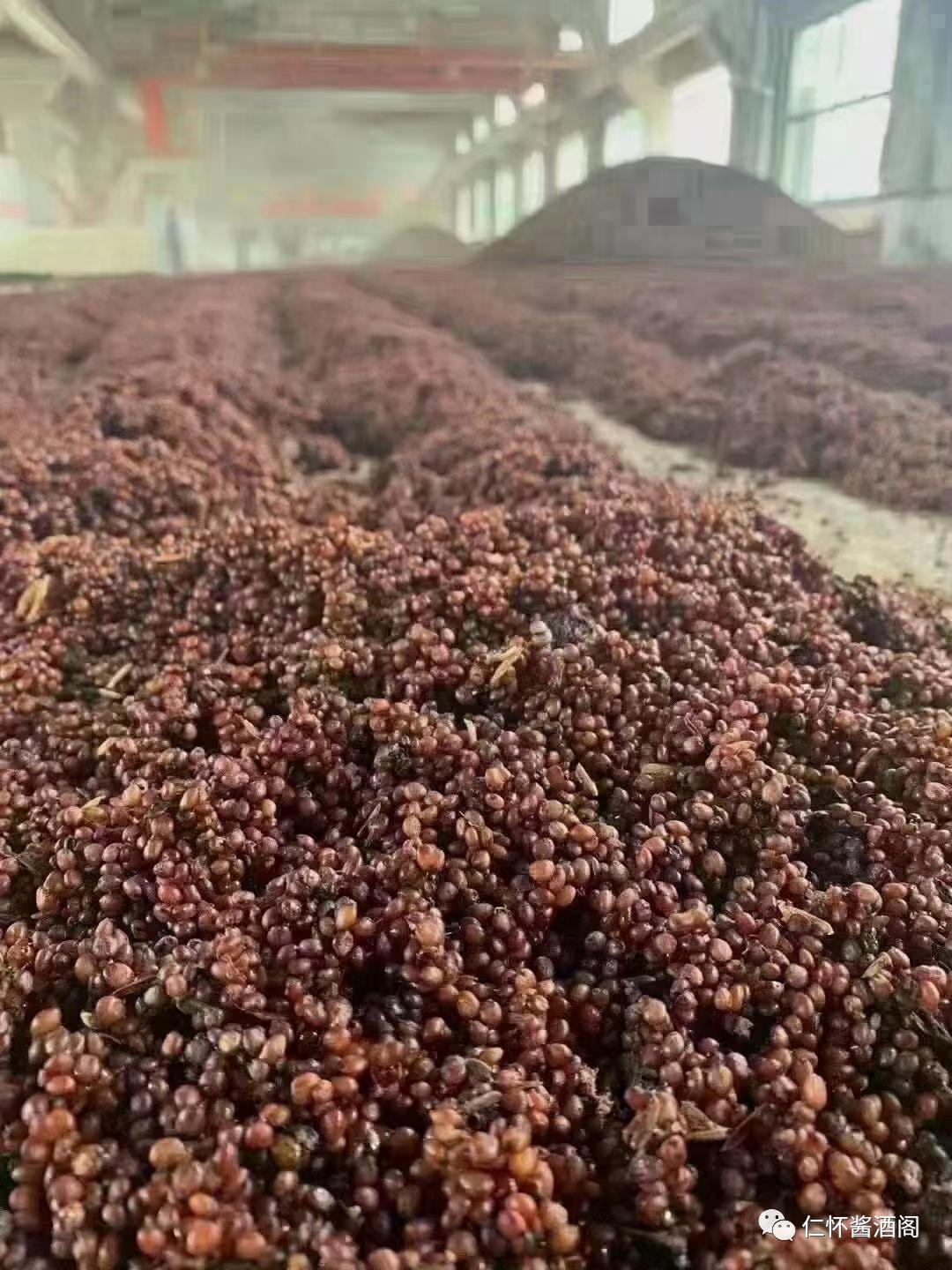 怀庄酱艺传承53,怀庄酱酒编号30