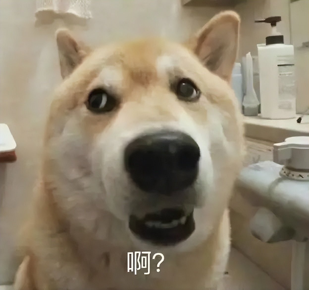 金毛嘴巴一直流白泡沫怎么办,金毛口水泡沫太多了什么原因