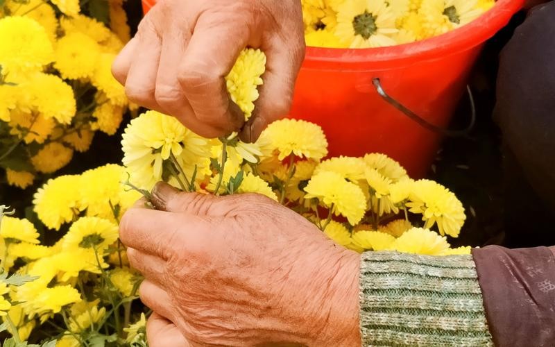 老年人喝什么菊花茶清热泻火好,中老年菊花茶