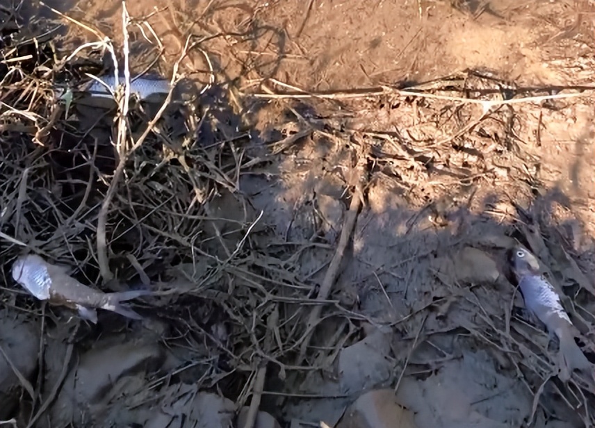 小伙创业一亩田养鱼能挣多少钱,年赚600万的稻田养鱼