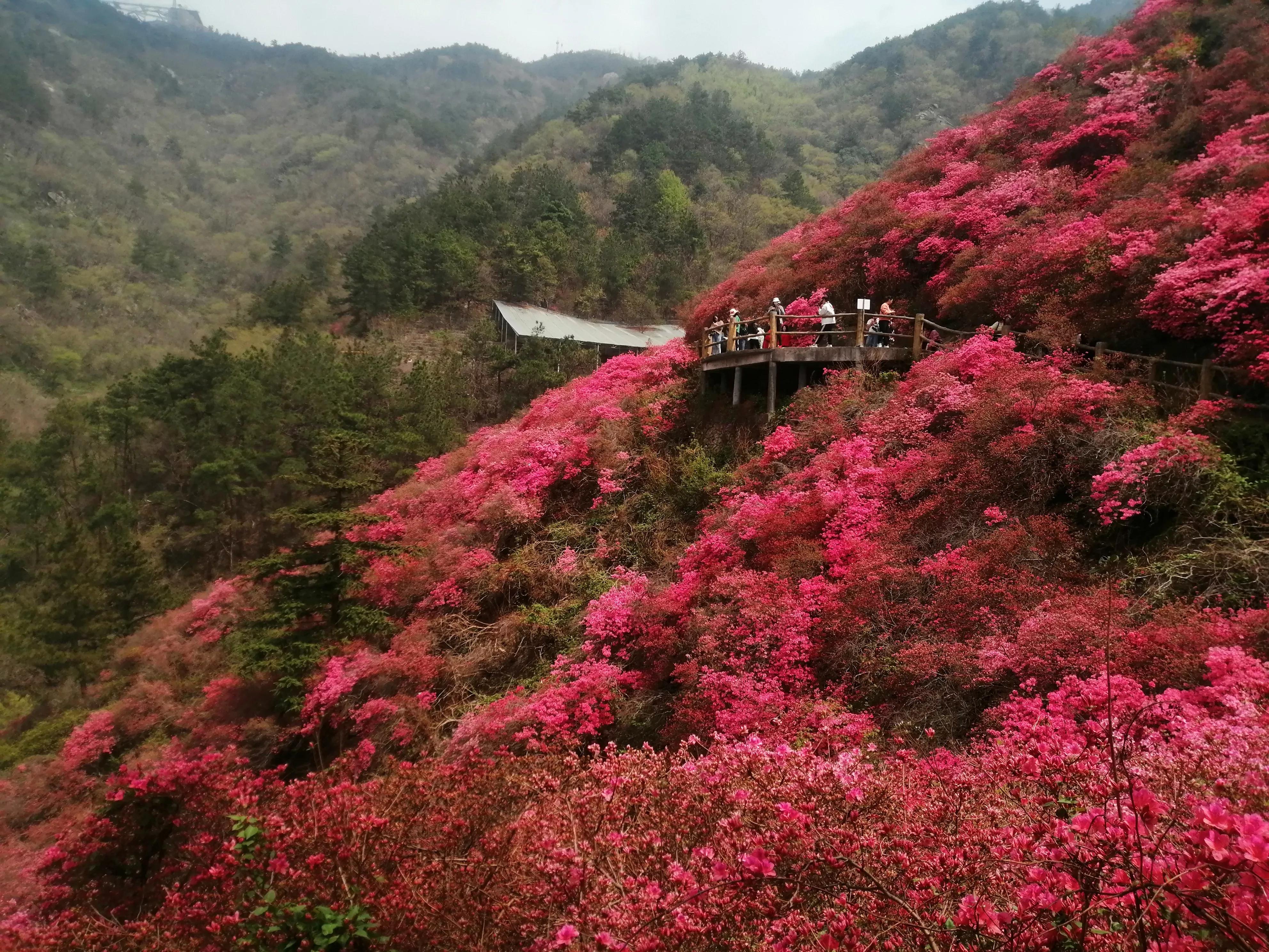 最美映山红完整版,最美映山红图片