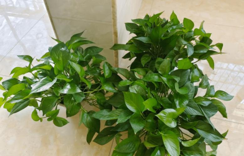 绿萝的养殖方法和注意事项详解,绿萝的养殖方法与注意事项图片