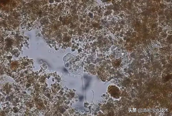 污水池降温措施,污水生化池怎么降温的