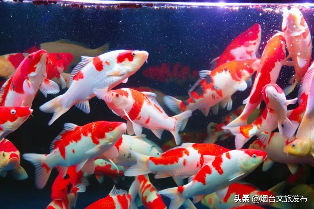 烟台祥和花鸟市场,烟台花鸟市场