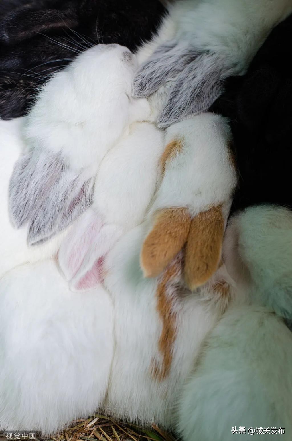 原来，你是这样的兔兔！