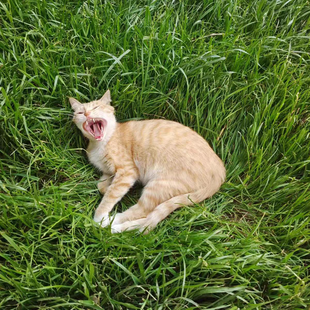 猫不吃猫粮是不是该换猫粮了,猫突然不吃猫粮了怎么回事