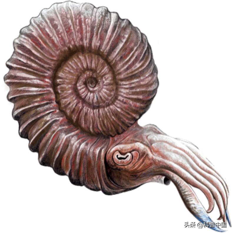 壳包肉包壳包肉……它是远古鱿鱼*亲近**，最后长成“五花肉”